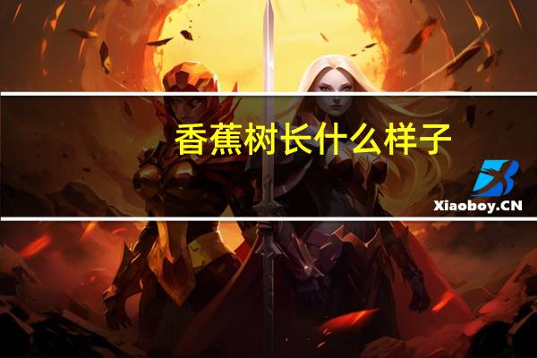 香蕉树长什么样子