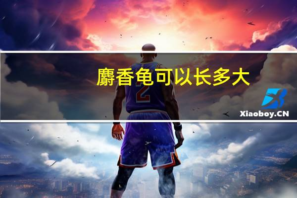 麝香龟可以长多大