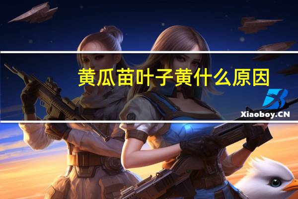 黄瓜苗叶子黄什么原因