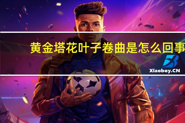 黄金塔花叶子卷曲是怎么回事