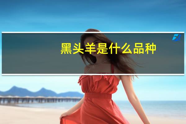 黑头羊是什么品种